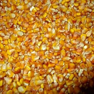 Кукуруза фуражная оптом