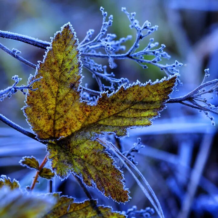 первый осенний заморозок. ранние осенние заморозки. первый осенний заморозок. осенний иней. осенние заморозки.