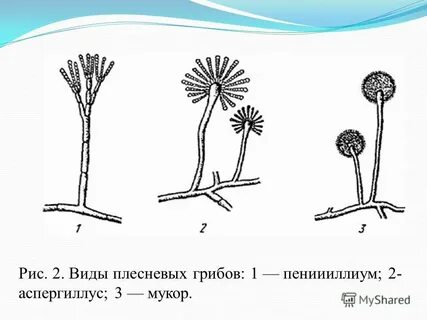Микроскопическое строение гриба пеницилла