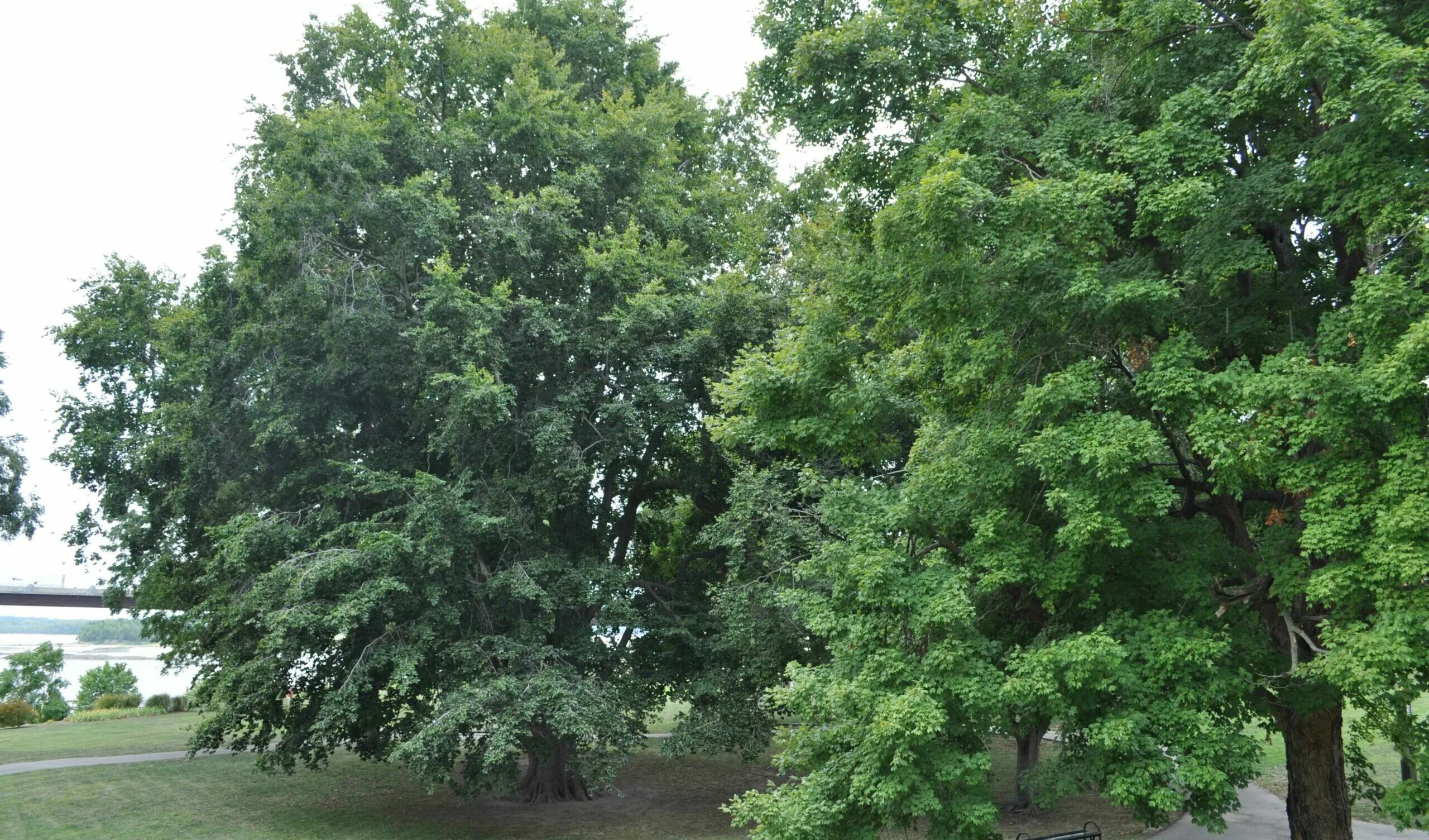 Дерево бук фото и описание. Бук Восточный – Fagus orientalis. Бук Европейский (Fagus sylvatica). Бук Атропуницея. Дерево бук и граб.