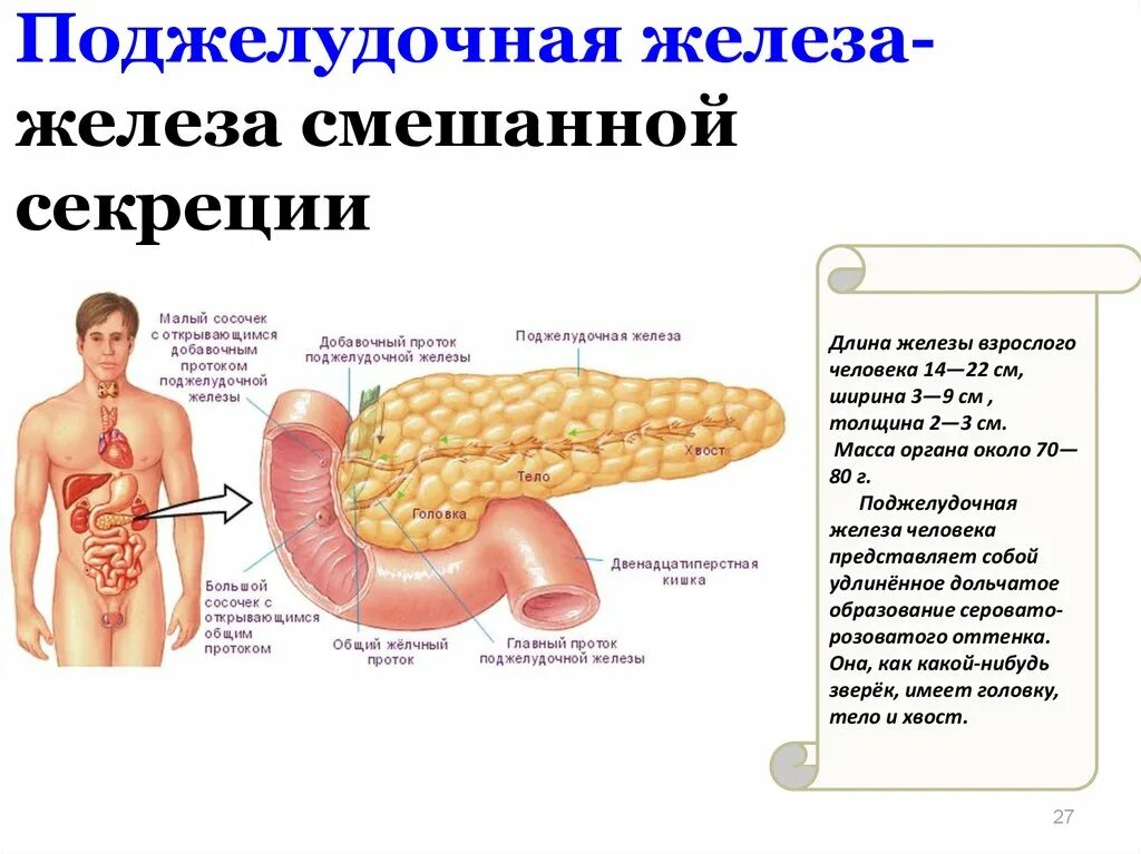 Функция внутренней секреции поджелудочной железы. Поджелудочная железа является железой смешанной секреции. Функции железы внутренней секреции поджелудочная железа. Поджелудочная железа смешанной секреции роль в организме. Чем характеризуются железы смешанной секреции