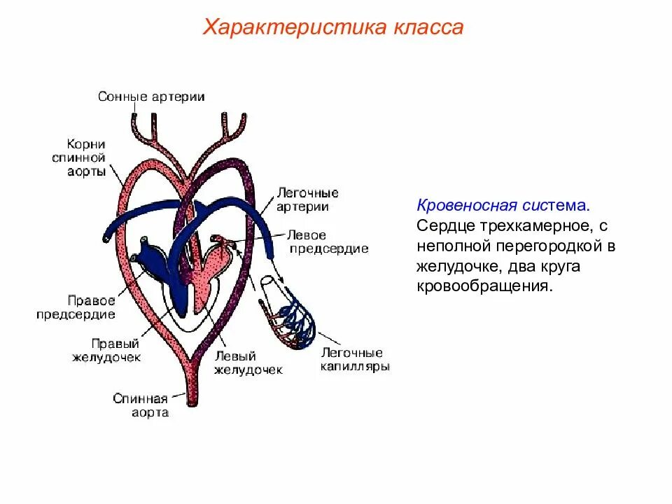 Кровеносная система рептилий 7 класс. Кровеносная система система рептилий. Рептилии сердце круги кровообращения. Большой круг кровообращения у рептилий. Строение кровеносной системы рептилий схема.