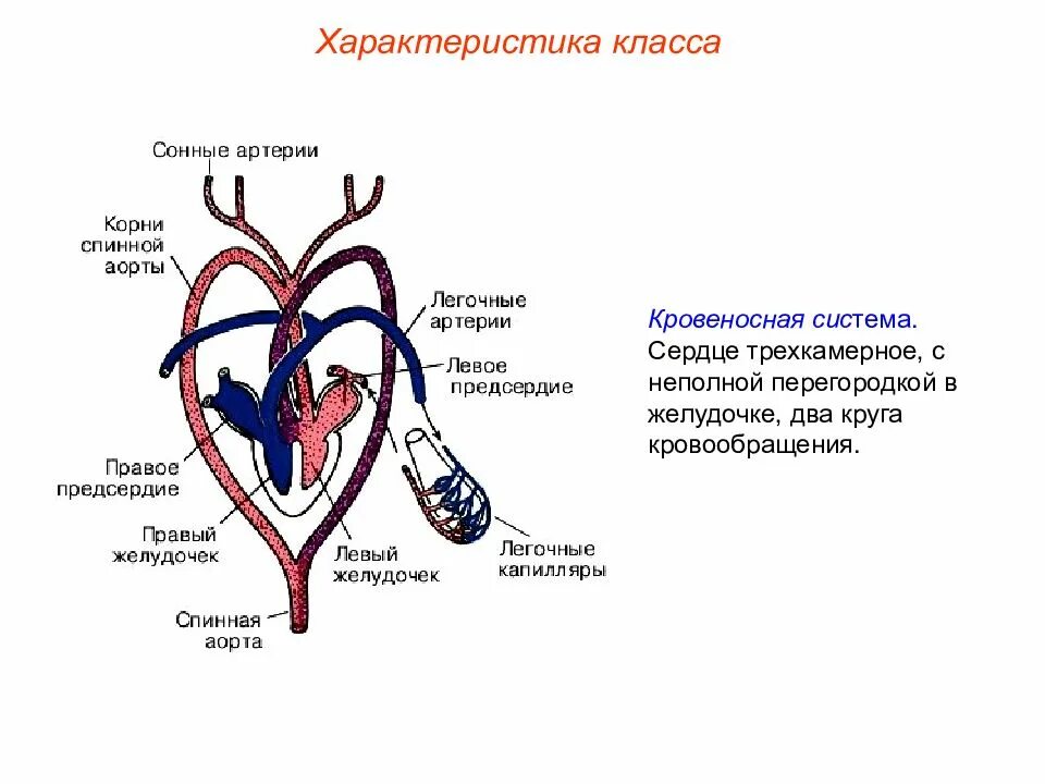 Кровеносная система рептилий схема. Малый круг кровообращения у рептилий. Строение сердца пресмыкающихся схема. Строение кровеносной системы и сердца рептилии. Круги кровообращения у крокодила