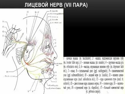 Область иннервации черепных нервов