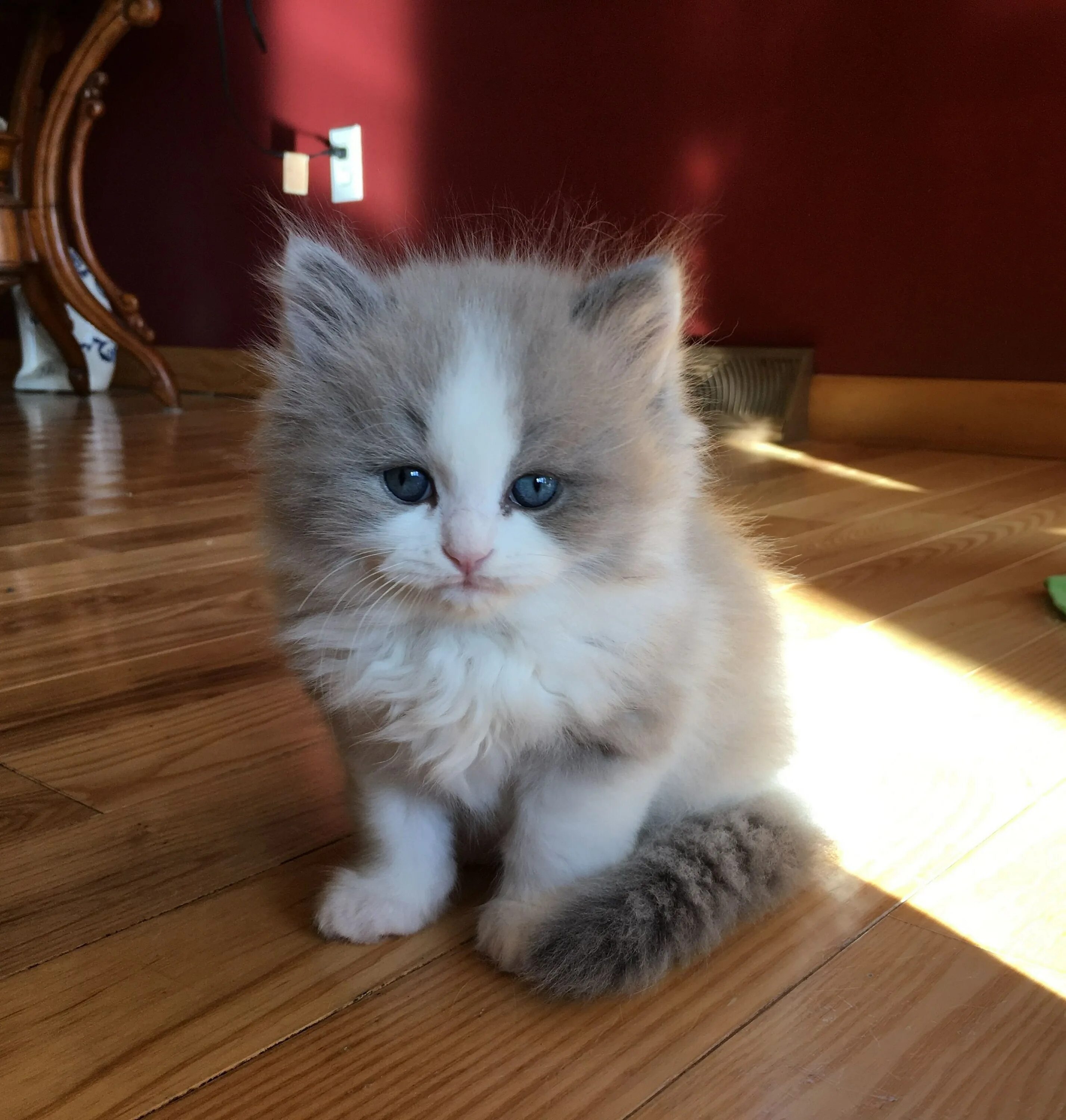 Пушистый кот. Пушистая кошка. Котята милые и пушистые. Персидские котята вислоухие. Гималайская кошка.