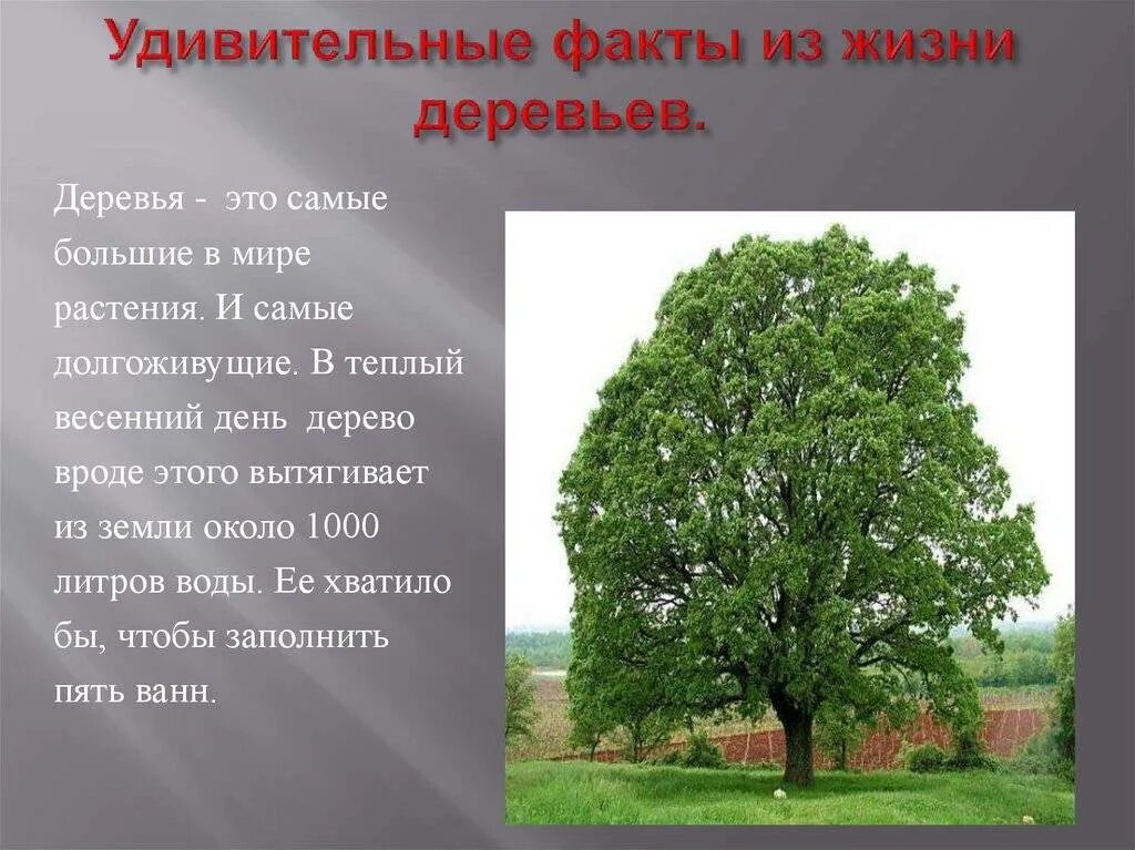 Средний срок жизни дуба составляет около пятьсот. Интересные сведения о деревьях. Интересные факты о деревьях. Интересный рассказ про дерево. Интересные факты о древесине.