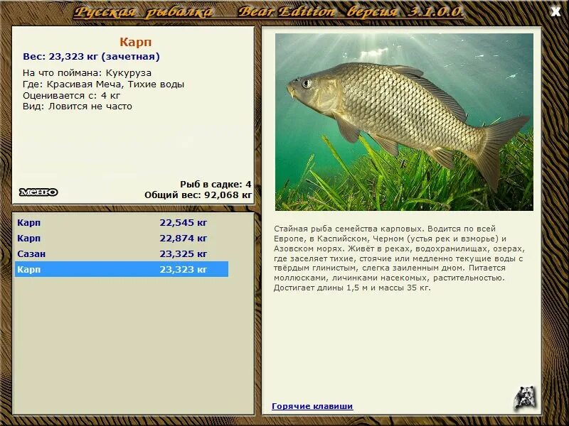 где водится карп. карп зеркальный реальная рыбалка. золотой карась. где обитает карп в водоём. самый большой карп.