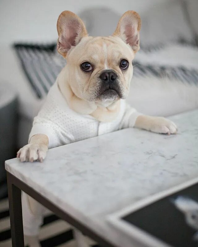 Бежевый французский бульдог фото Missing_bulldog A $10,000 reward was put up for a French b. Flickr