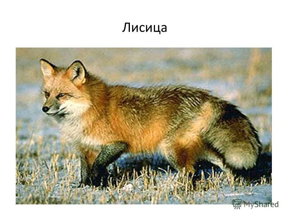 Арктический полярный волк. Фокс лиса. Бешеная лиса. Заповедник «остров врангеля» (чукотка). Белый полярный волк.