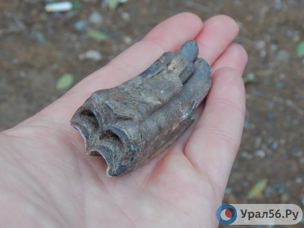 Зуб доисторической лошади. Нашел зуб. Нашел зуб. Нашел зуб. Окаменелый зуб.