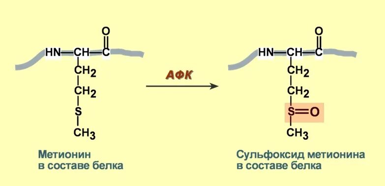 Особенности обмена метионина. Метионин структурная формула. Метионин в продуктах питания таблица. Метионин и цистеин формула. Метионин белка.