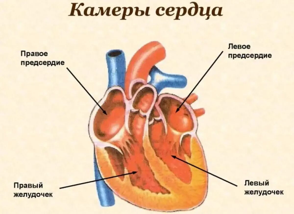 Название крови в правой части сердца. Строение сердца предсердия и желудочки клапаны. Строение желудочков сердца анатомия. Схема камеры клапаны строение стенки сердца. Сердце анатомия строение предсердия желудочки.