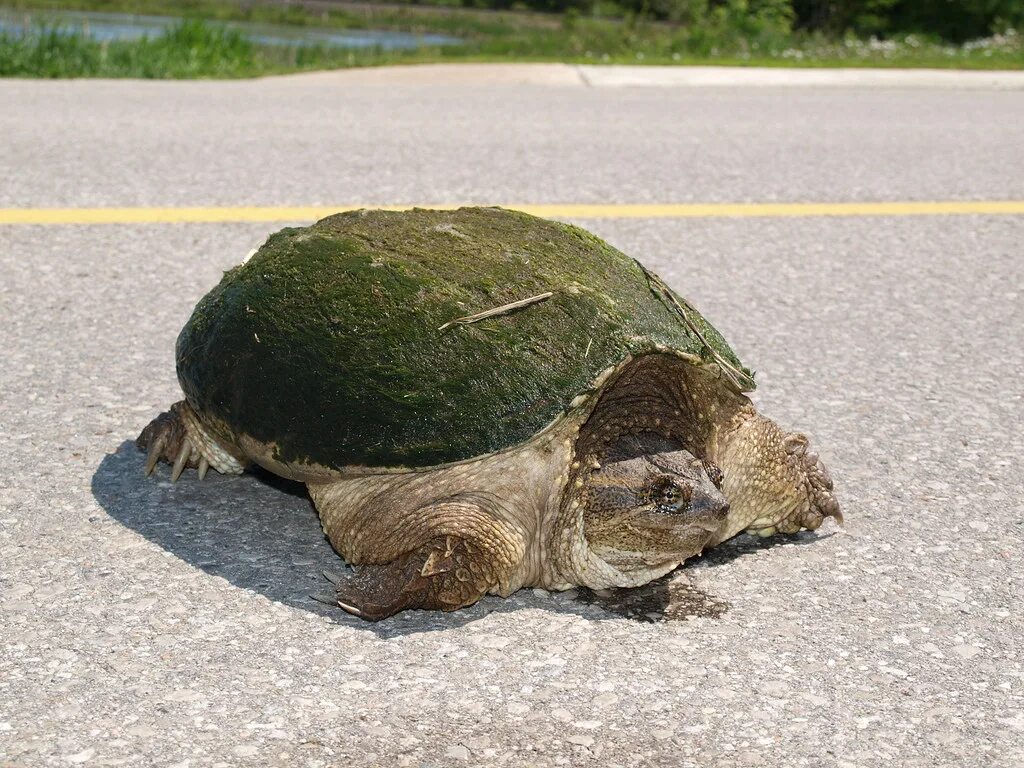 Мозг черепахи. Выгул черепахи. Черепахи Онтарио. Черепаха в очках картинка
