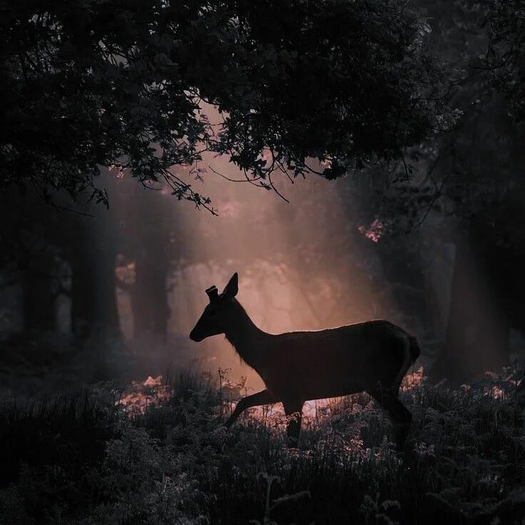 Красивые животные эстетика. Олененок. Животные в цветах. Атмосферные животные. Красивый олень.