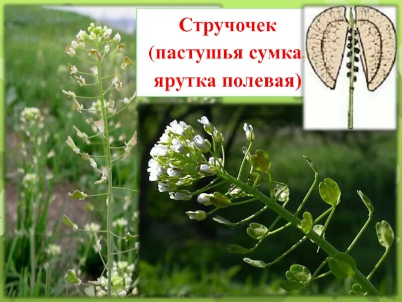 Пастушья сумка это покрытосеменные или голосеменные. Ярутка и пастушья сумка. Ярутка полевая крестоцветные или розоцветные. Крестоцветные пастушья сумка. Крестоцветные – ярутка полевая.