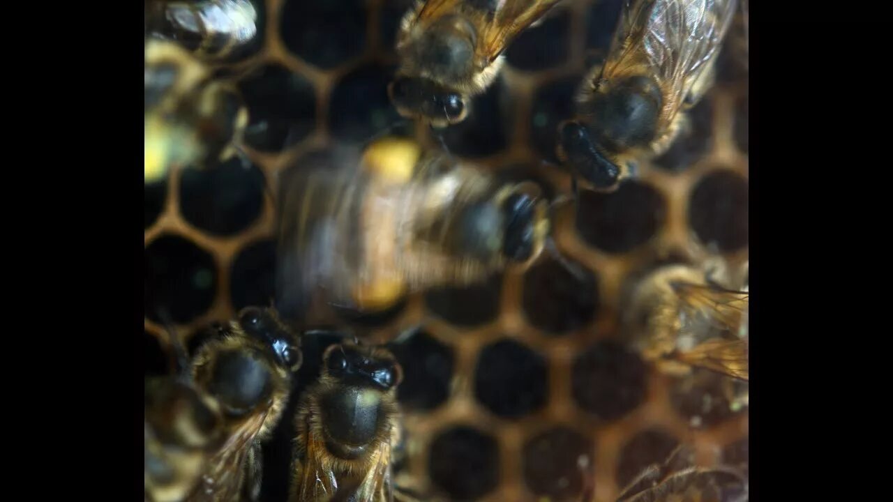 Bee credit. Азиатский шершень. Бурзянская бортевая пчела. Цератин пчела. Танец пчел.