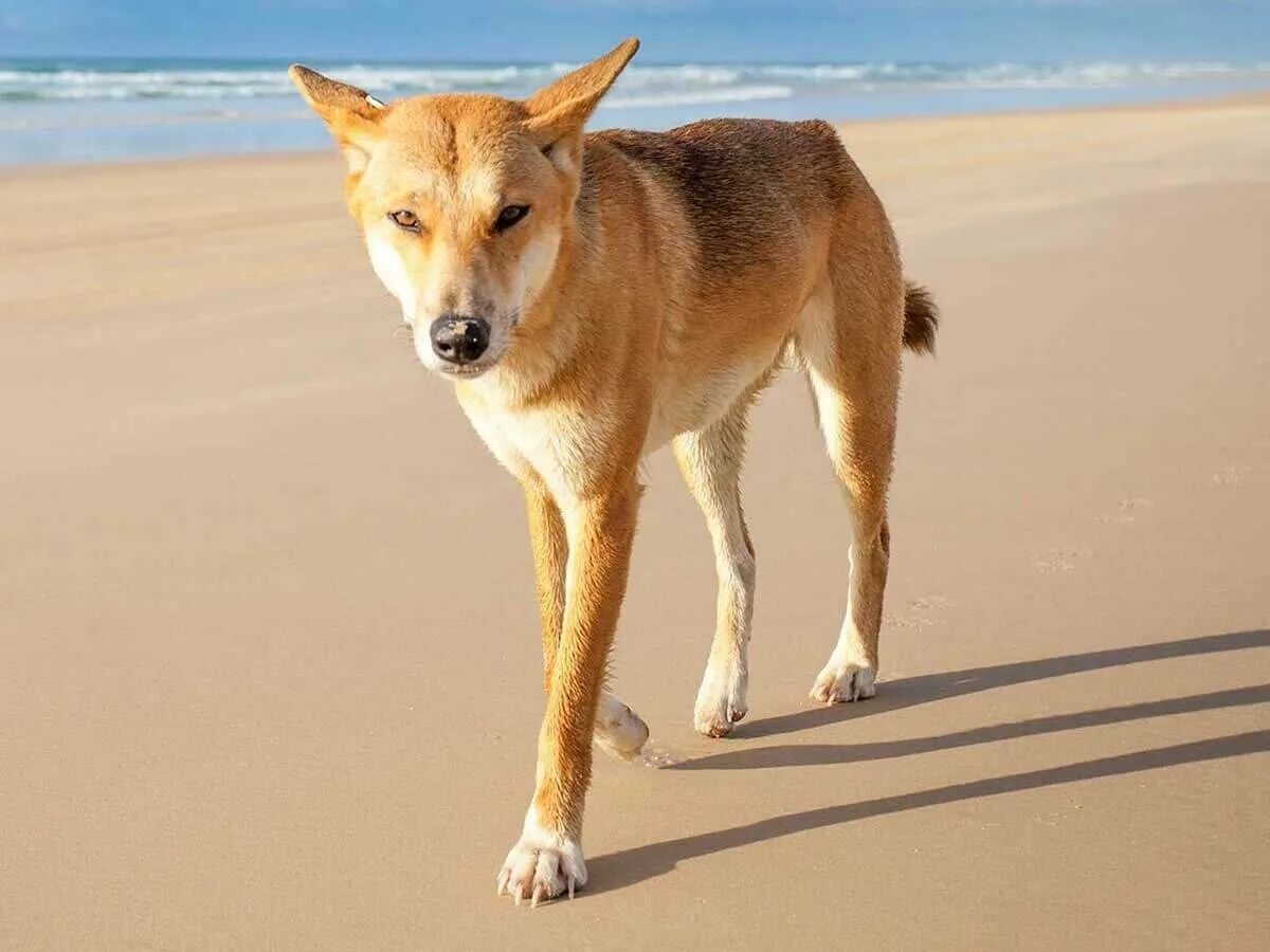 Большая собака динго. Динго порода собак. Динго в Австралии. Австралийская собака Динго. Дикая собака Динго в Австралии.