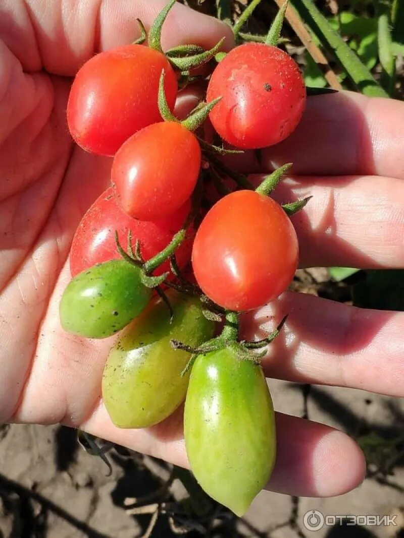 Томат сладкий фонтан ф1. Черри сладкий фонтан. Томат сладкий фонтан ф1. Томат лунный фонтан f1 (а). Томат черри сладкий фонтан.