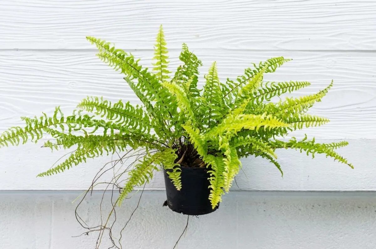Нефролепис грин леди. Нефролепис линда. Папоротник нефролепис мариса. Нефролепис ex green lady. Нефролепис витале.
