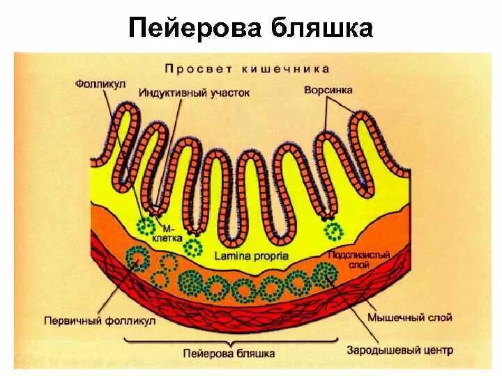 лимфоидная ткань ассоциированная со слизистыми оболочками. лимфоидные фолликулы в кишечнике. лимфоидные фолликулы гистология. тонкая кишка микропрепарат гистология. лимфатические фолликулы и пейеровы бляшки кишечника.