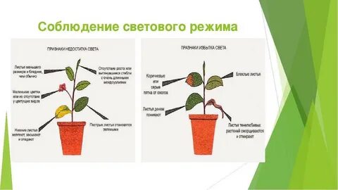 Если растению не хватает света