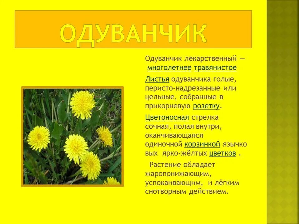 Описание одуванчика для 3. Одуванчик описание. одуванчик краткое описание. сообщение о одуванчике. одуванчик цветок описание.