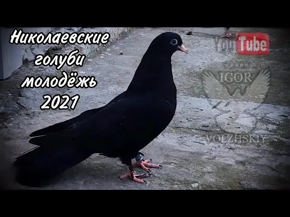 Стандарт николаевских голубей 56 года. Обзор голубей. 11. Обзор голубей. Обзор голубя.