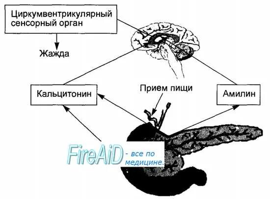 Функции жажды. Физиологические механизмы жажды. механизм развития жажды. механизм появления жажды. схема возникновения жажды.