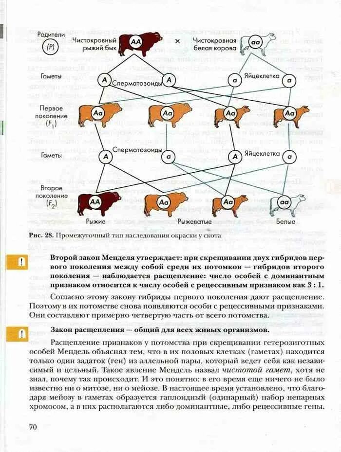 Учебник биологии 9 класс Доминант. Биология 9 класс Пономарева оглавление. Поколения биология 9 класс. Генетика 9 класс биология учебник. Учебник по биологии 9 класс читать пономарева