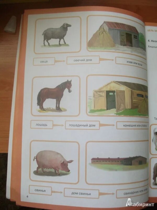 Развитие речи мир животных. Тематический словарь в картинках. 4. Тематический словарь в картинках. Мир человека.