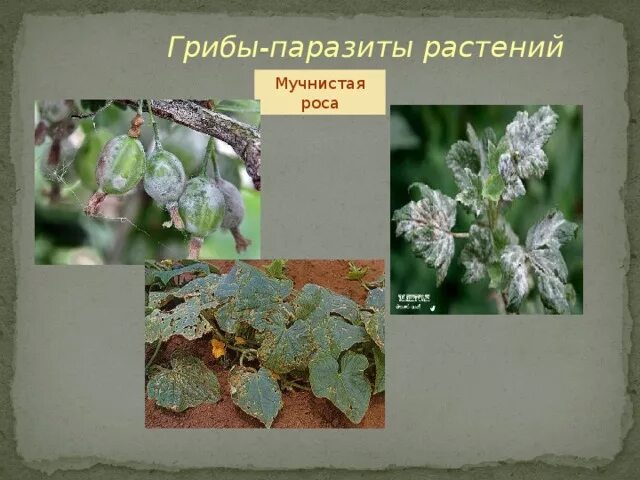 Выберите из списка грибы паразиты. Мучнистая роса гриб паразит. мучнистая роса мучнисторосяные грибы. мучнистая роса поражаемые растения. грибы паразиты мучнисторосяные грибы.