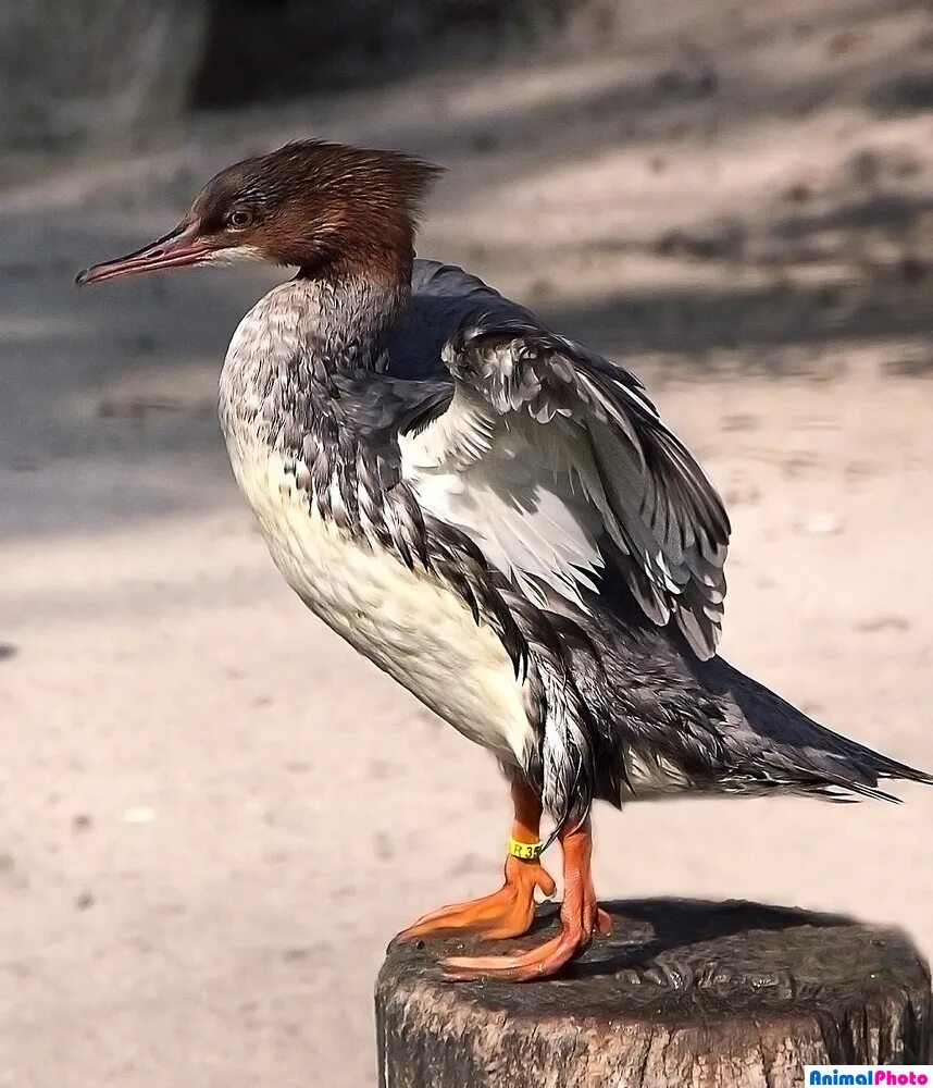 крохаль утка. северная утка крохаль. утка крохаль. большой крохаль mergus merganser. утка крохаль.