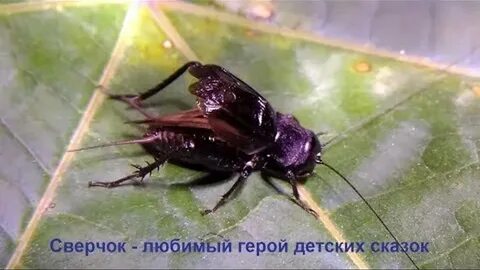 Поющее насекомое 6