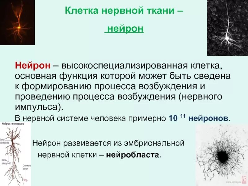 Нервная ткань расположение строение функции. Основная клетка нервной ткани. Местоположение в организме и функции нервной ткани. Состоит из нервных клеток и нейроглии. Местонахождение нервной ткани.