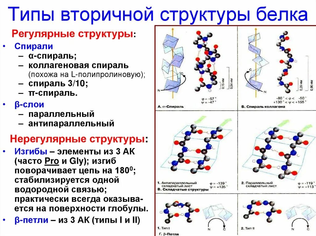 Какие связи есть в белке первичная. Белок первичная структура вторичная третичная. Вторичная структура белка структура белка. Строение вторичной структуры белка. Вторичная структура белка химические связи.