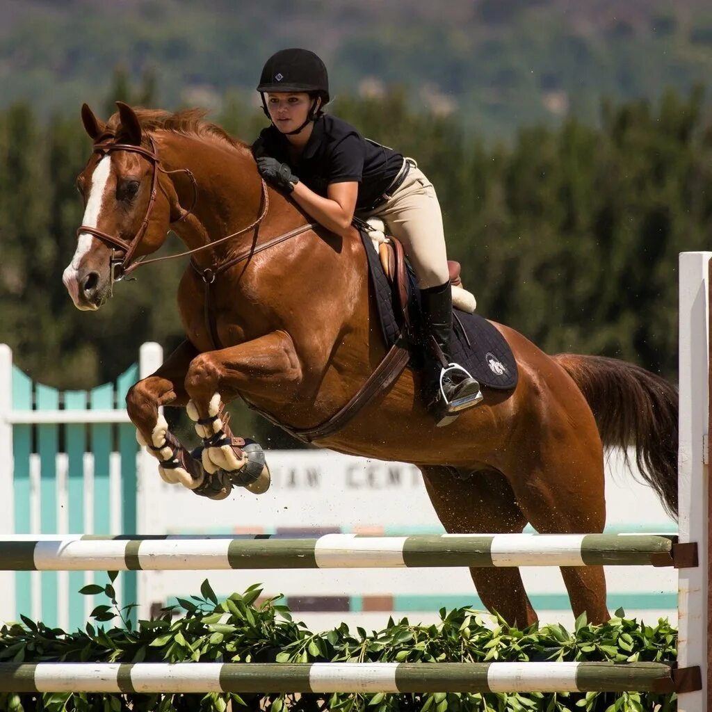 Horse sport. Конный спорт. Спортивные лошади. Конкур конный спорт. Всадник конный спорт.