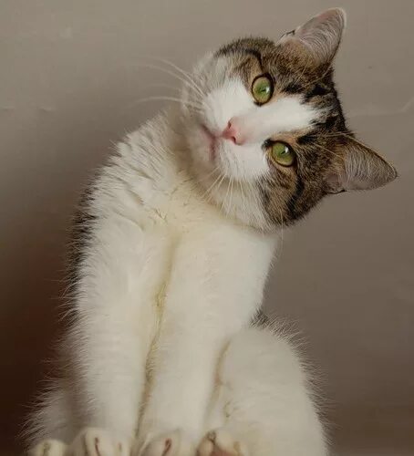 Смешные морды котиков. Перевернутый кот. Перевернутый кот. Кот лежит на спине. Кошка ржака.