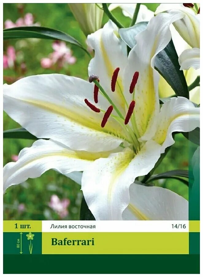 Лилия Cocossa (Кокосса) 16/18 (1 шт) купить в Украине с доставкой Цена в Svitros