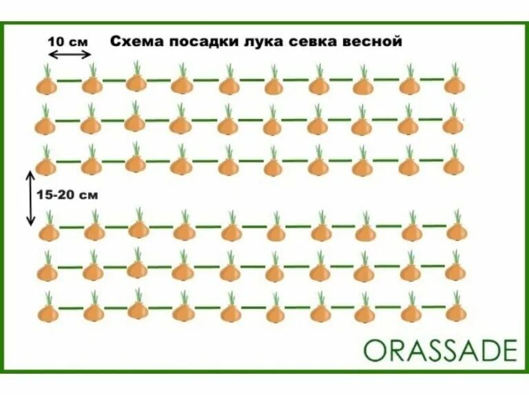 На каком расстоянии сажать луковицы. Схема посадки севка весной на репку в открытом грунте.