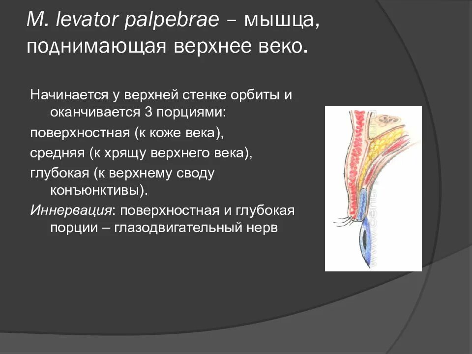 Верхние веки мышцы. Иннервация мышцы верхнего века. леватор верхнего века иннервация. мышца поднимающая веко иннервация. мышца поднимающая верхнее веко иннервация.