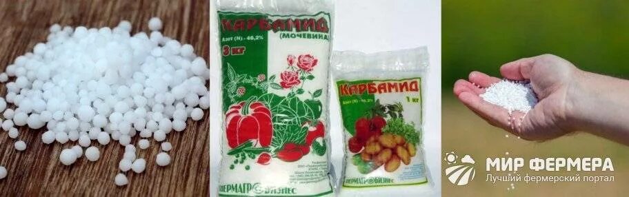 Мочевина подкормка деревьев плодовых. Мочевина удобрения. карбамид удобрение. карбамид (мочевина). подкормка мочевиной.