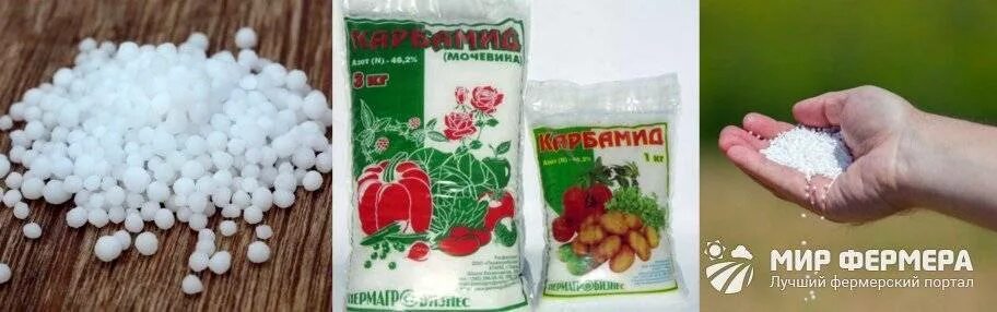 Мочевина удобрения. Карбамид удобрение. Карбамид (мочевина). Подкормка мочевиной. Мочевина весной применение в саду