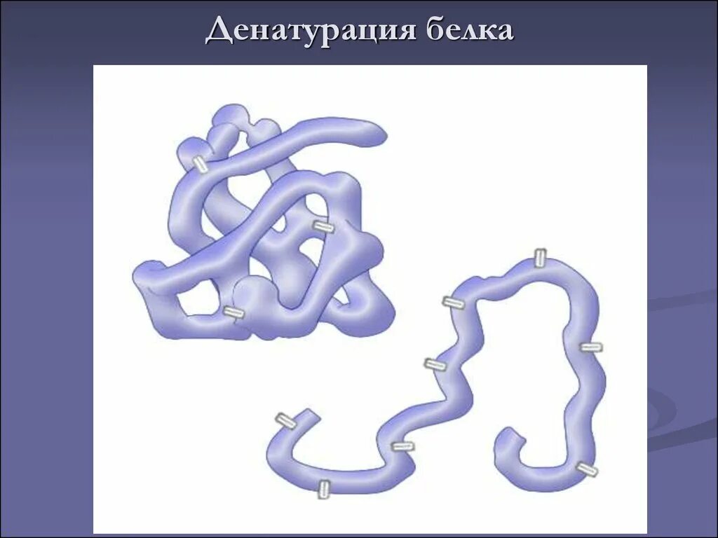 2 денатурация белков. Денатурация белков. белок денатурация. денатурация молекулы белка. белки денатурация.
