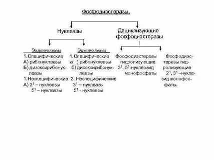 Нуклеазы