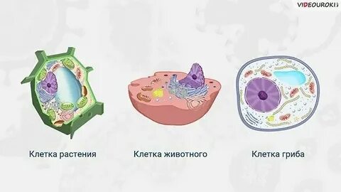 Строение клеток организмов разных царств таблица
