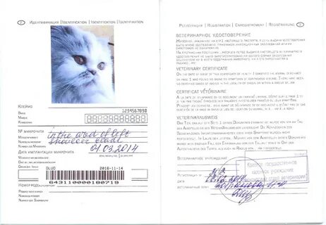 Как правильно писать кошку