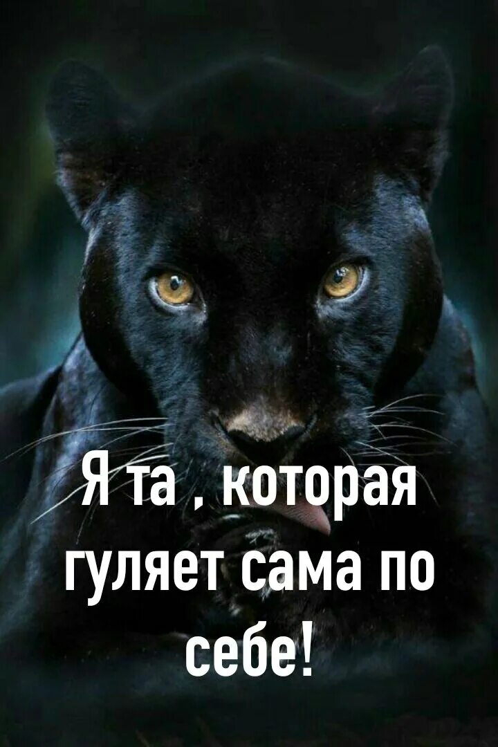 Сами по себе. Кот который гулял сам по себе. Надпись сама по себе. Ава сам по себе. Я сама по себе картинки.