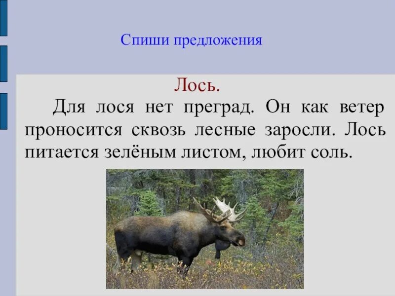 Научно познавательный текст о лосе. Изложение лосиха. Лось лосиха лосенок. Текст про лосёнка. Изложение лосенок 4 класс.