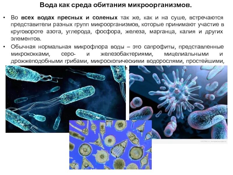 Бактерии в бескислородной среде. Местообитание микроорганизмов. Микроорганизмы обитающие в водной среде. Микроорганизмы в пресной воде. Микроорганизмы и окружающая среда.