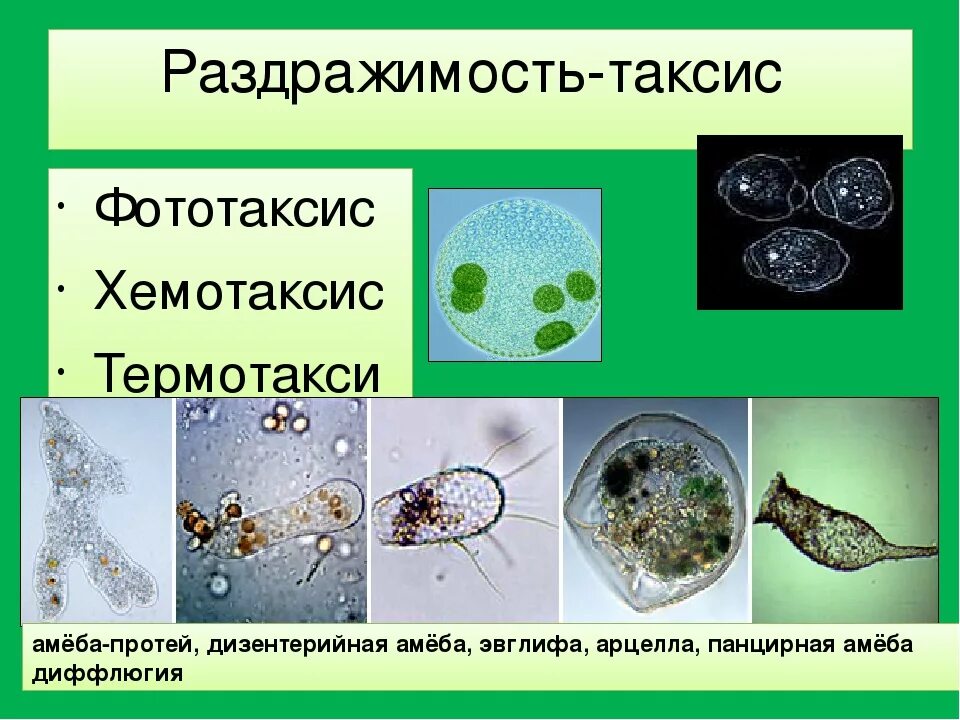 Таксис амебы. Таксис у одноклеточных. Раздражимость таксис. Раздражимость простейших.